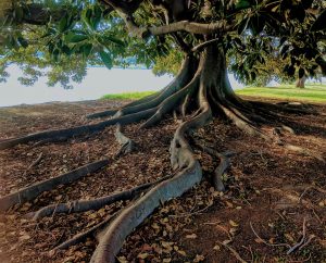 Types of Invasive Tree Roots